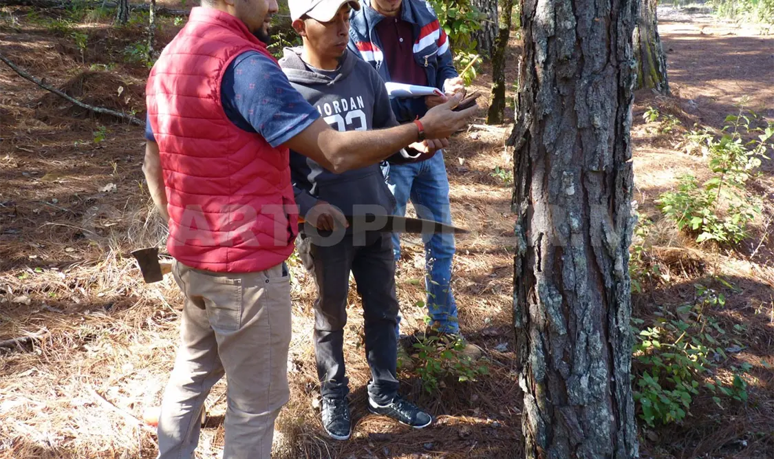 Realizan verificación de plagas en bosques