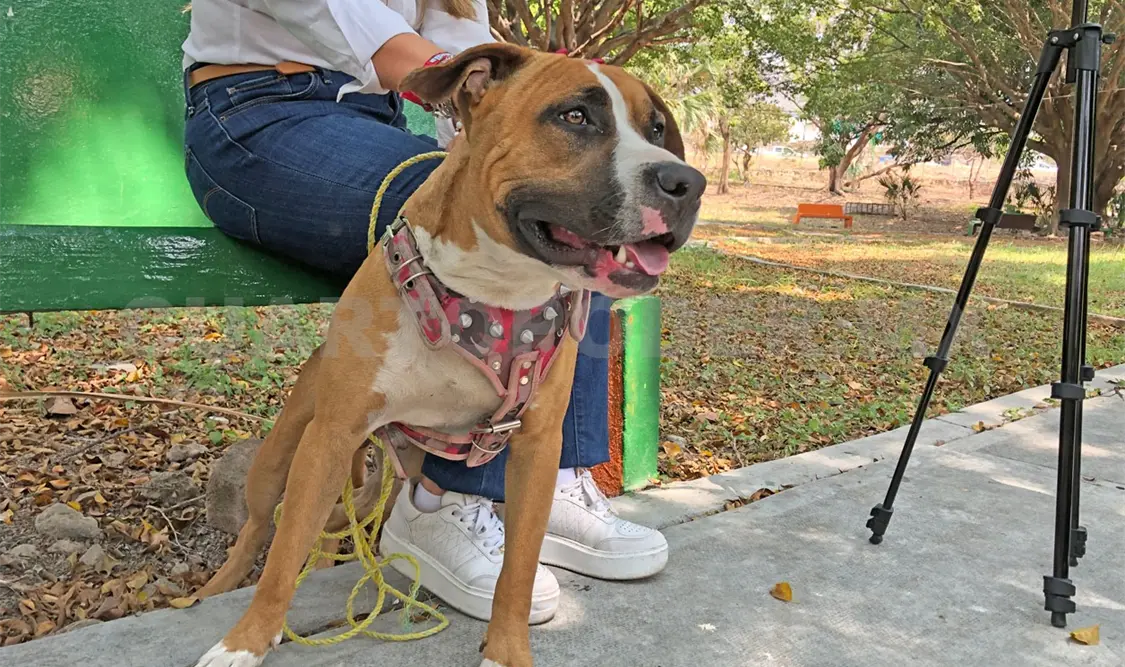 Aclaran caso de presunto maltrato a perro