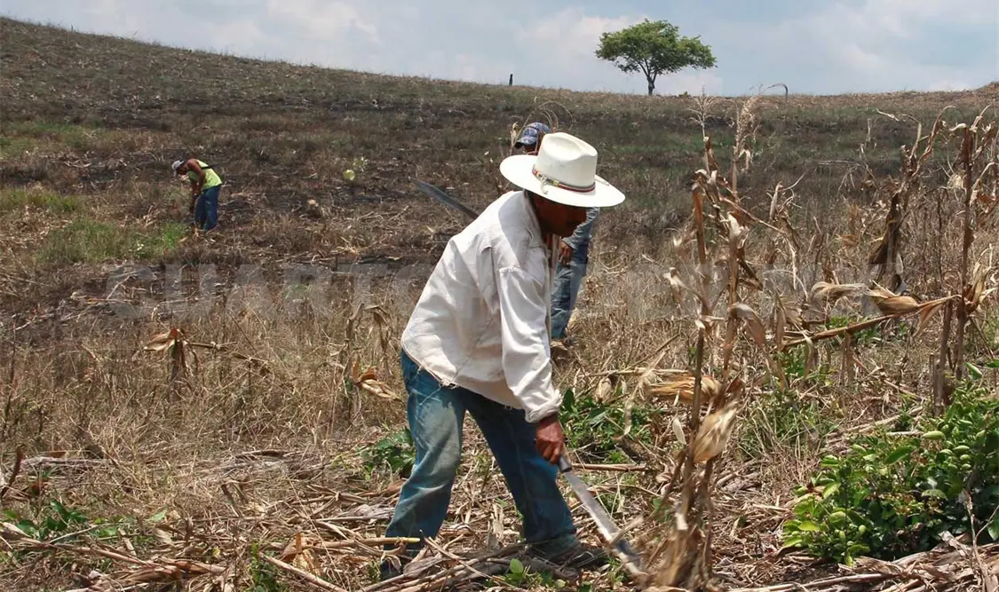 Campesinos, protectores de la agricultura tradicional