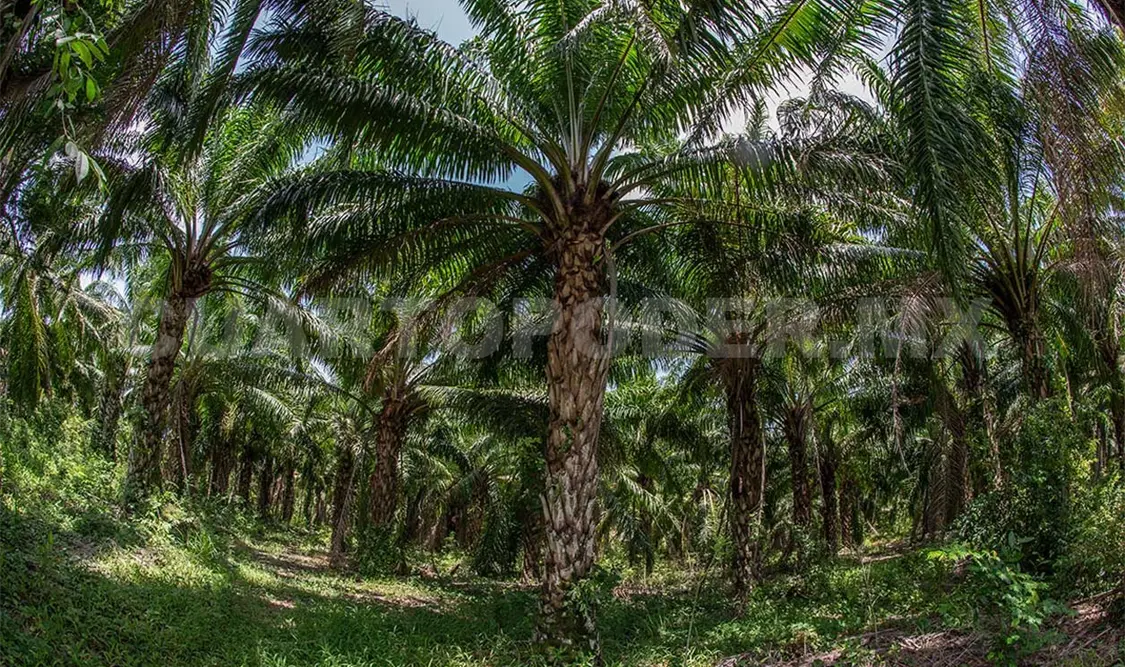 Se han documentado riesgos ecológicos en la región Tulijá debido a este cultivo. Diego Pérez / CP