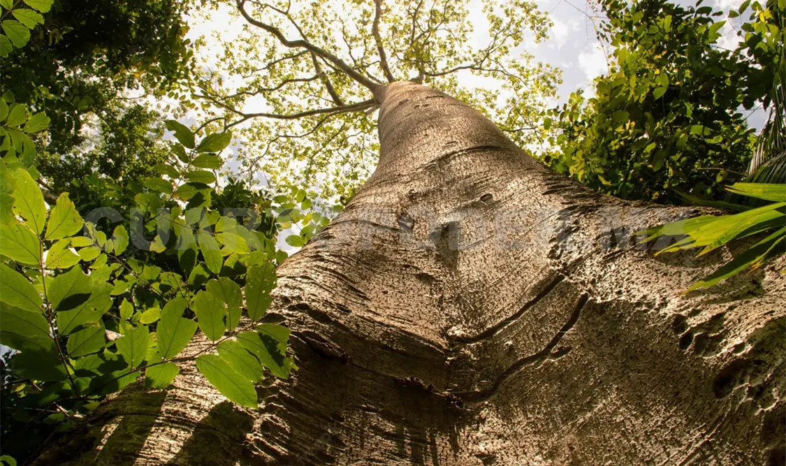 Sistemas agroforestales logran reforestación