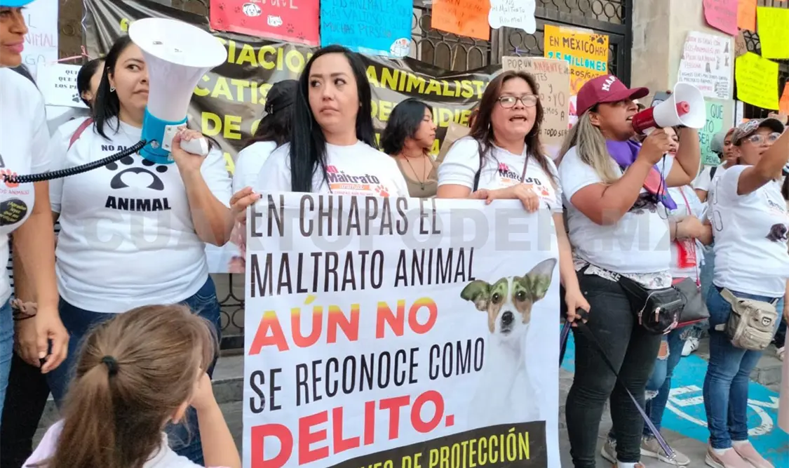 Animalistas piden cárcel para maltratadores