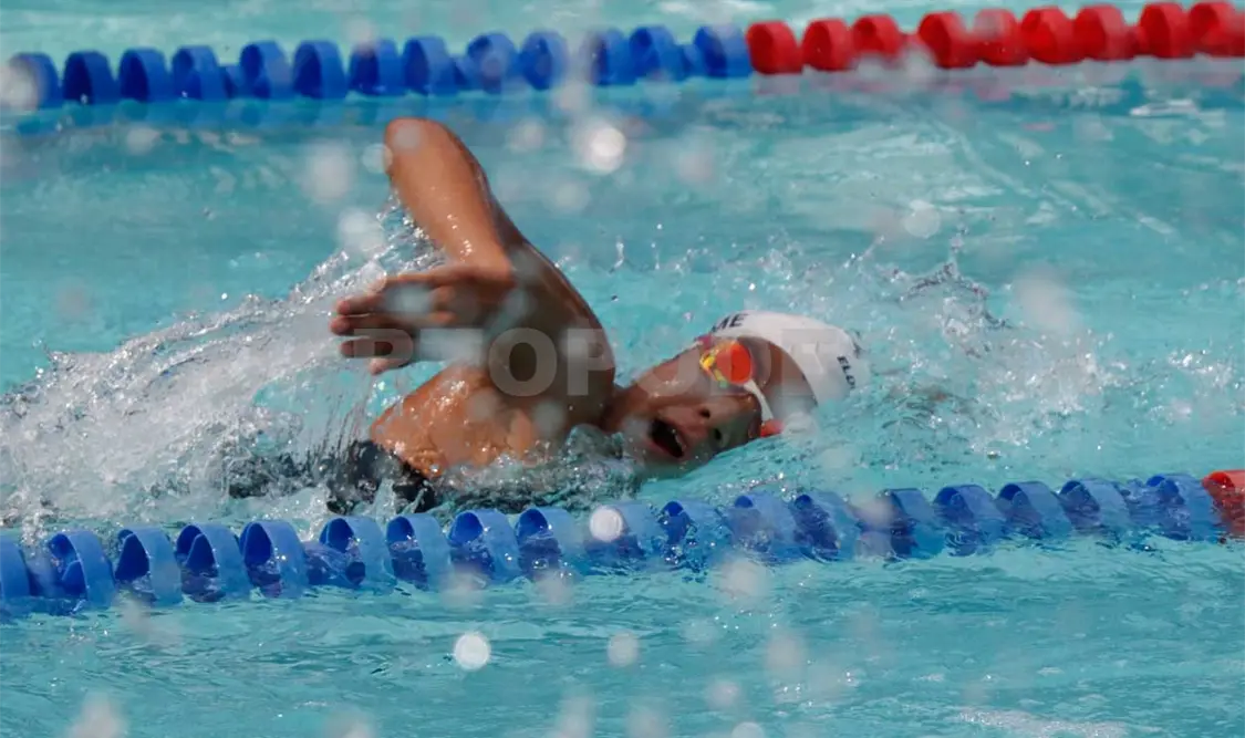 Delfines ponen a prueba su velocidad