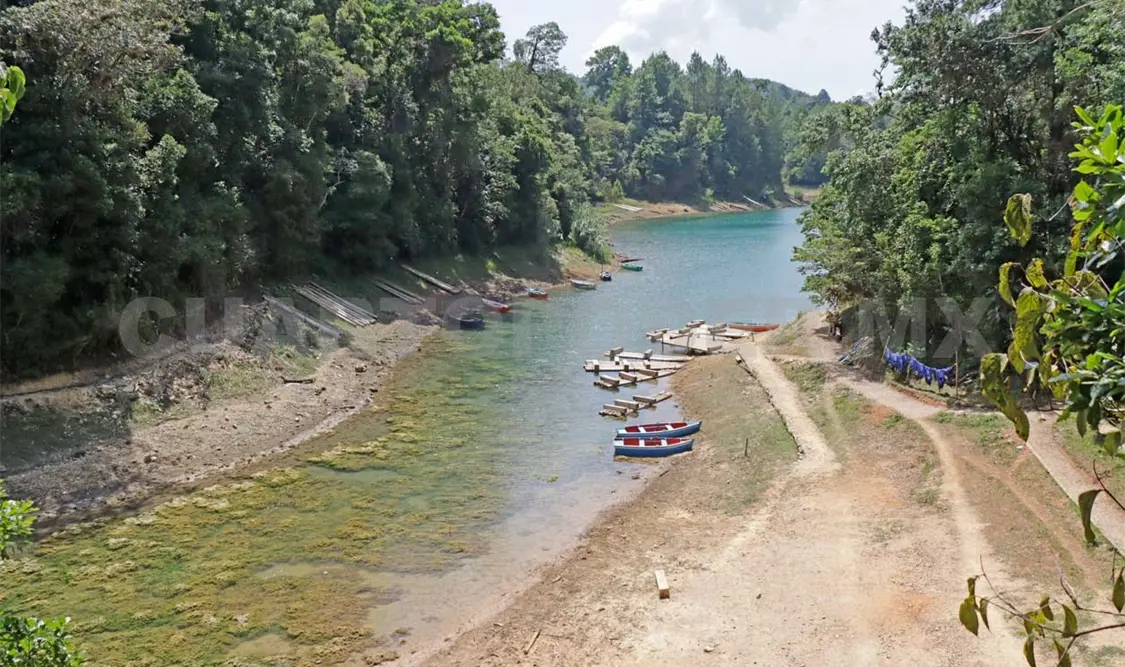 Bosques chiapanecos, pilar del ecosistema mexicano