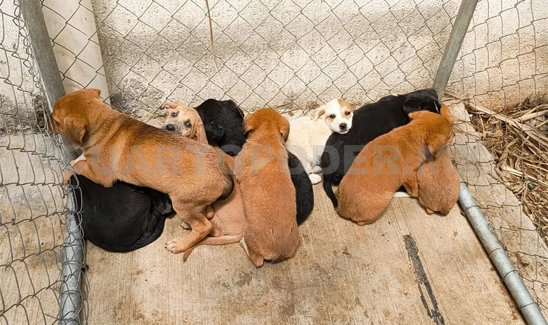 Invitan a sumarse a la campaña antirrábica canina