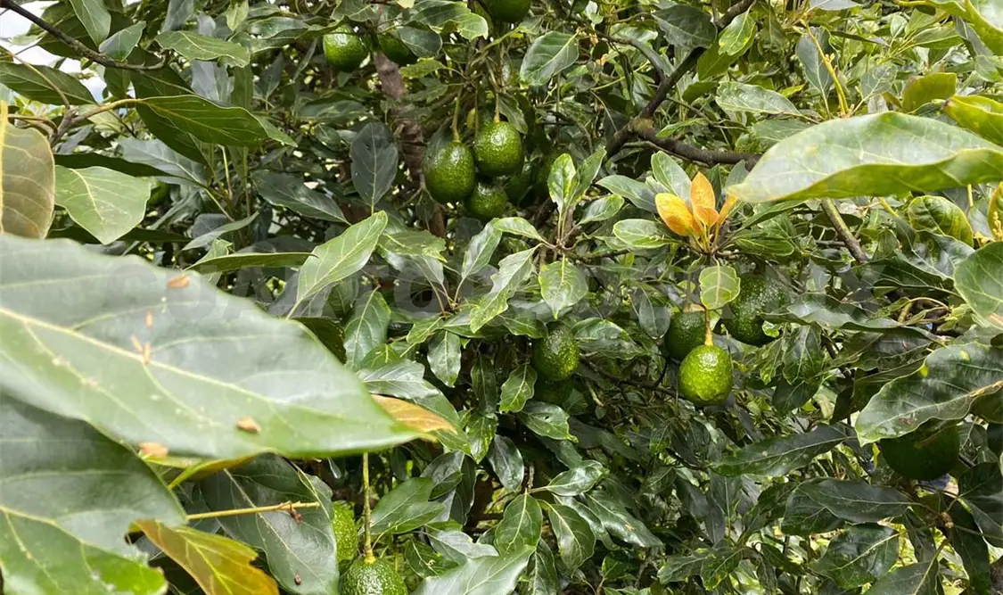 Sembrando Vida produce con rentabilidad ecológica