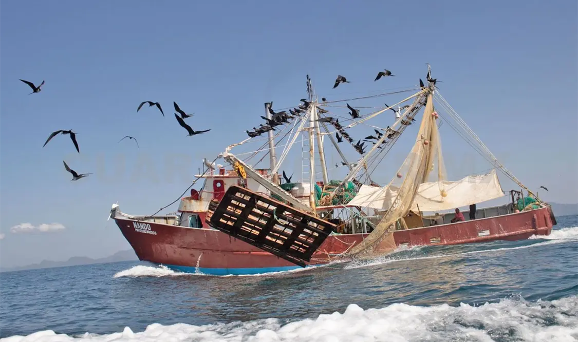 Aplican veda temporal de camarón