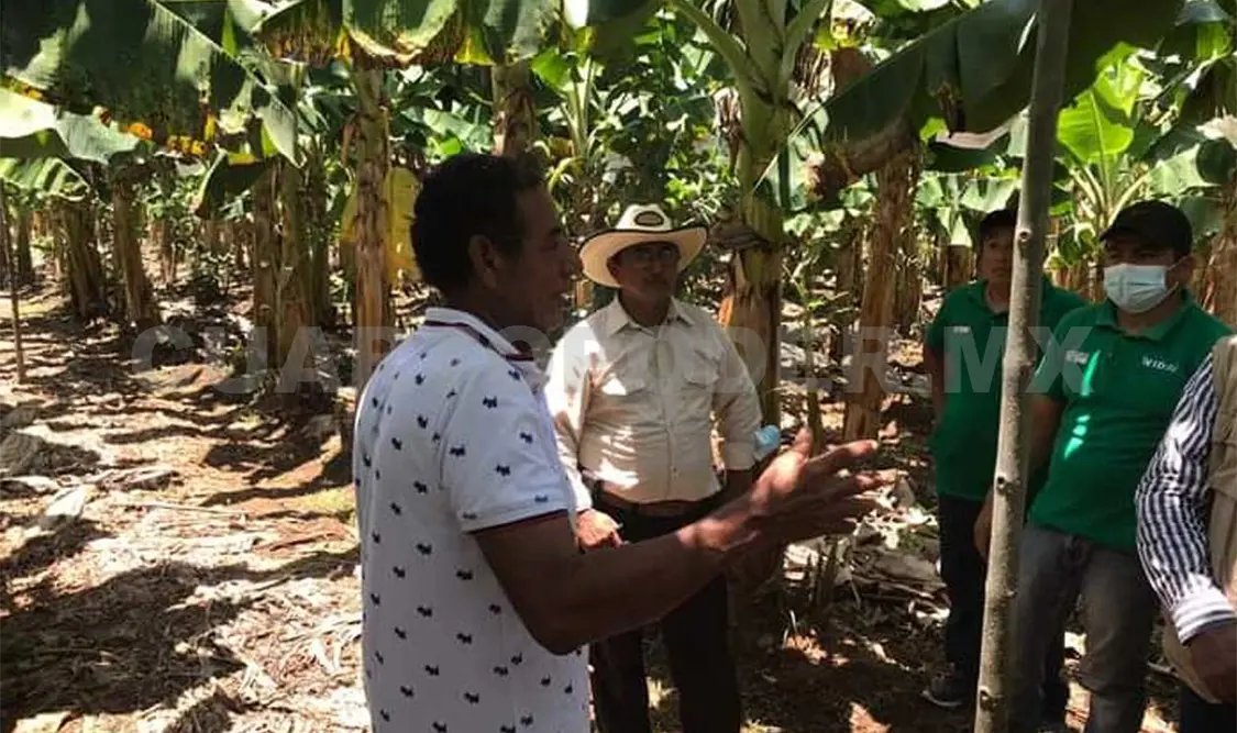 Altas tarifas de la CFE afectan al sector agrícola