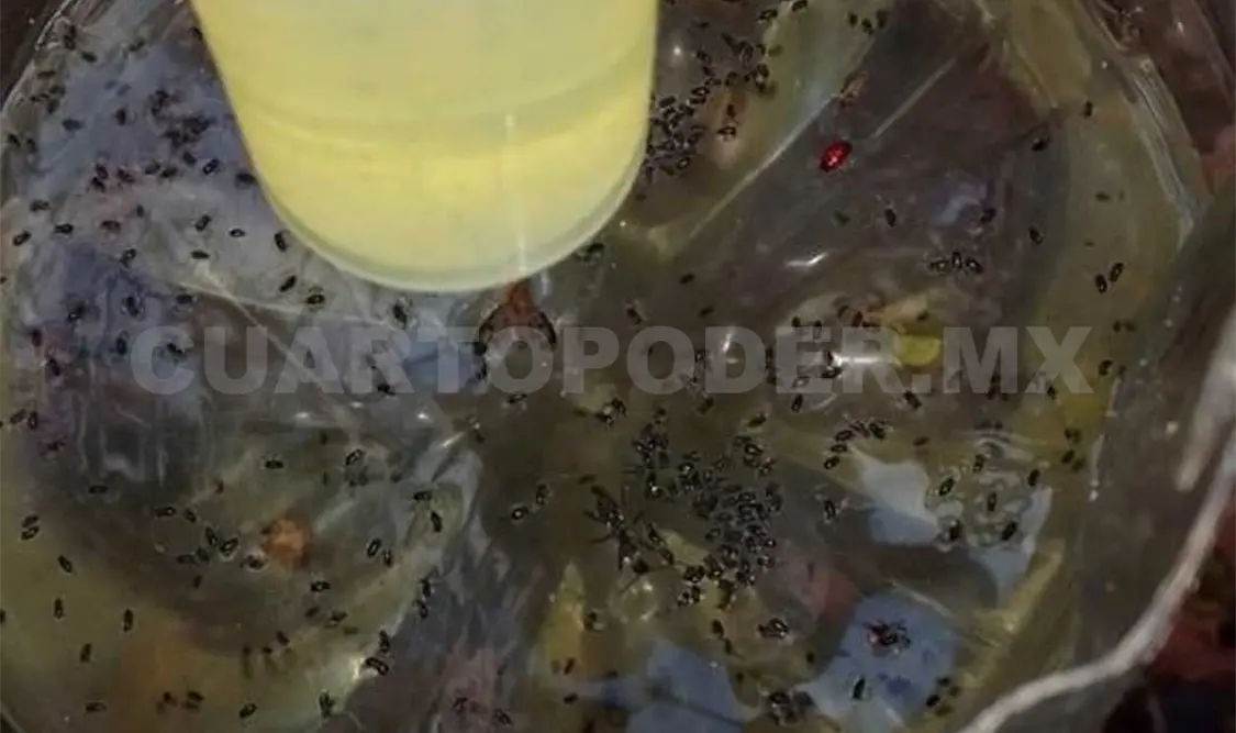 Se suman a acciones de control agroecológico