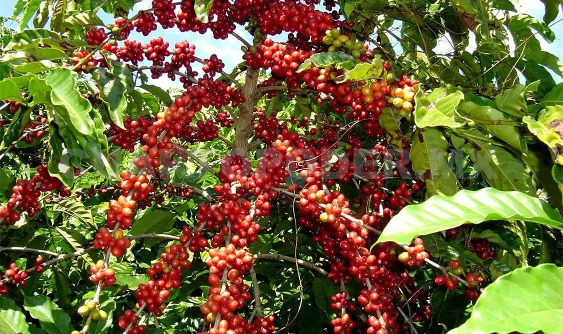 Apoyarán a pequeños productores