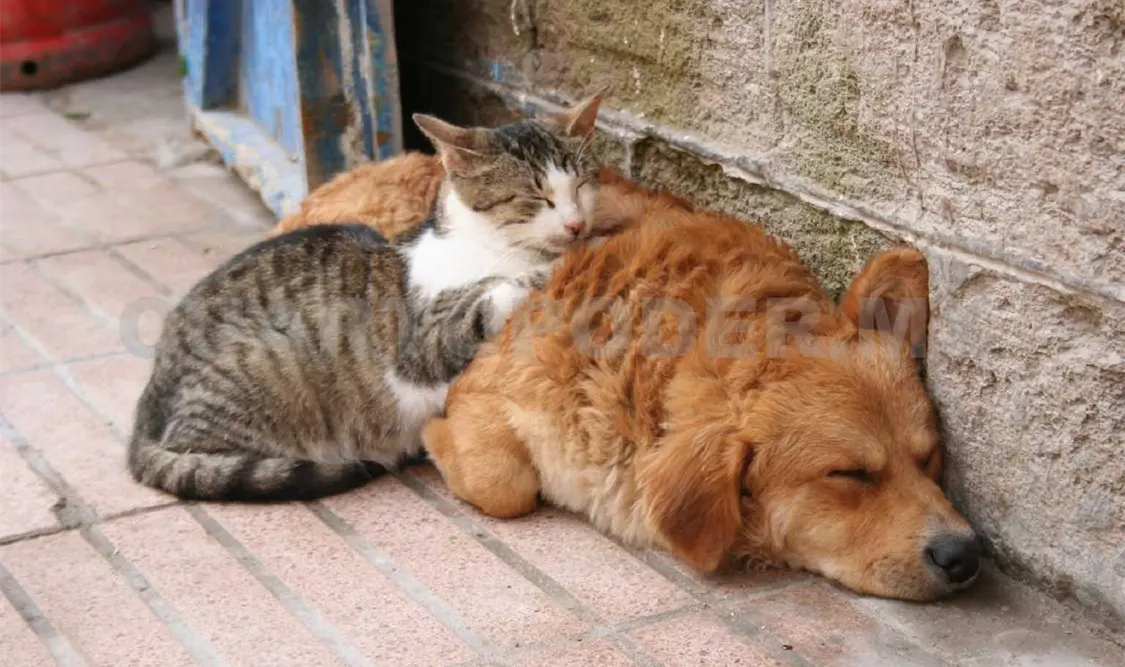 Perros, más vulnerables al golpe de calor
