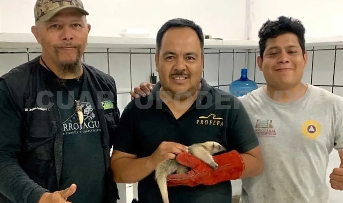 Agradeció a la ciudadanía en general el reporte oportuno de localización de los animales para que sean rescatados. Cortesía