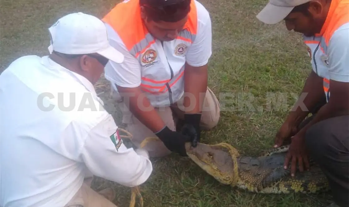 El reptil fue capturado y posteriormente liberado en las instalaciones de la Reserva Ecológica de “Rancho la Alejandrina”. Ramiro López / CP
