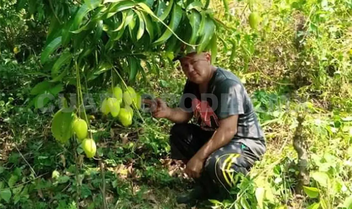 Uno de los problemas que afectan productores de mango es la falta de infraestructura carretera. Ramón García / CP