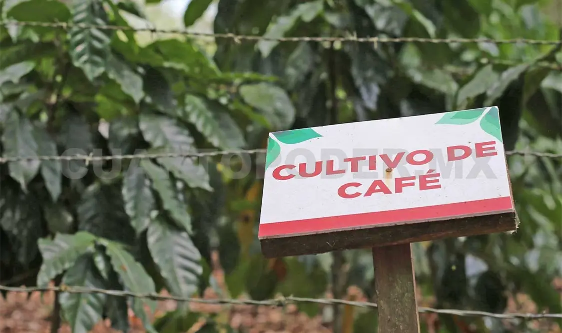 El cambio climático ha impactado directamente en la producción del café. Diego Pérez / CP