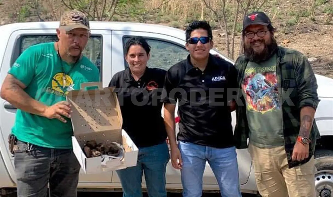 Por su edad, los felinos aún deben ser alimentados de manera cuidadosa por los rescatistas. Cortesía