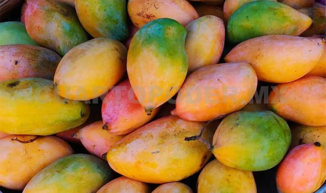 Los mangos que se producen en la entidad son de muy buena calidad, por lo que son altamente demandados. CP