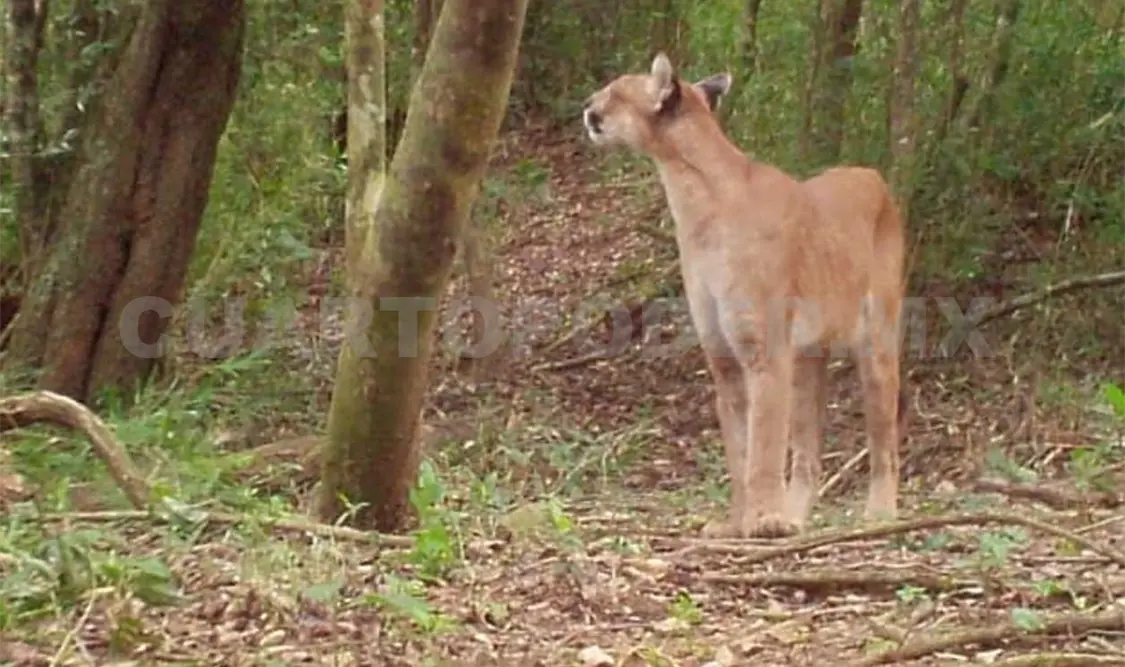 Se trata del segundo felino más grande de América. Cortesía