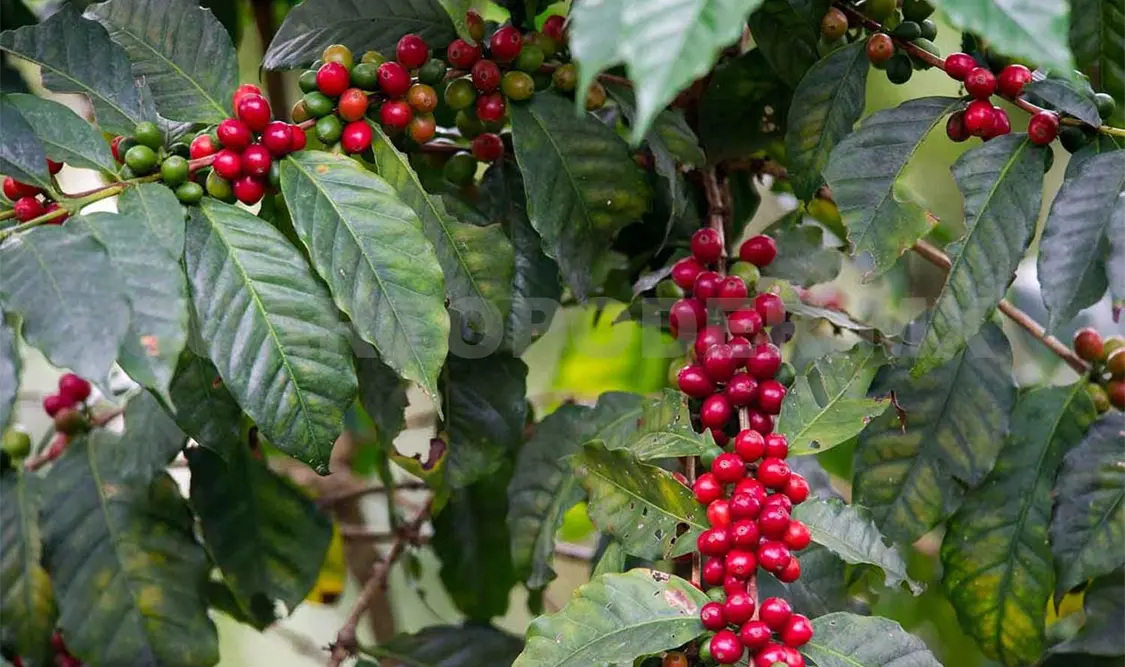 Los desafíos de la producción del café