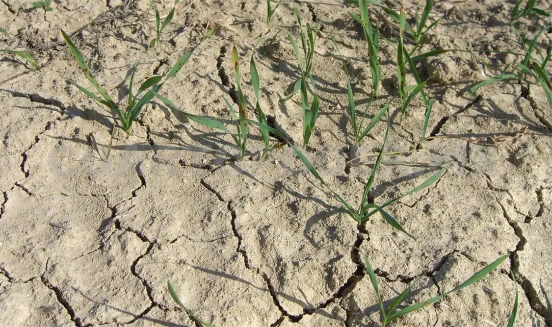 Pese a altas temperaturas, ningún municipio en sequía