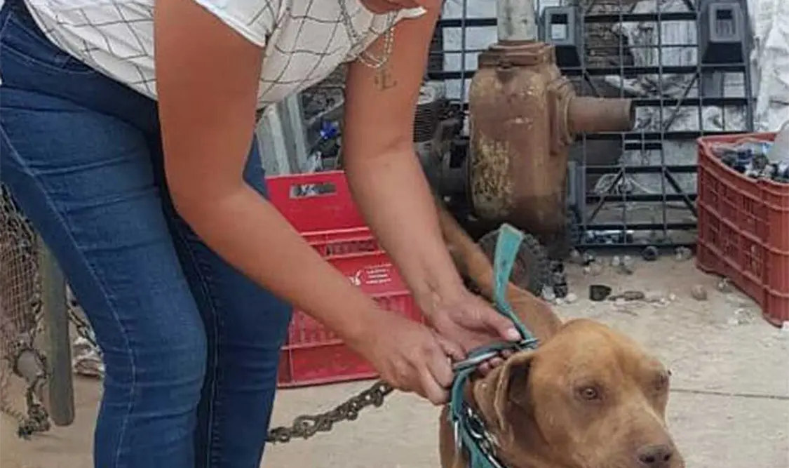 Continúan con las investigaciones para dar con los responsables. Cortesía