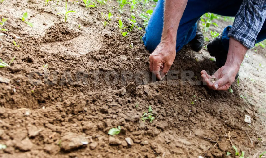 Productores preocupados  por salud de consumidores