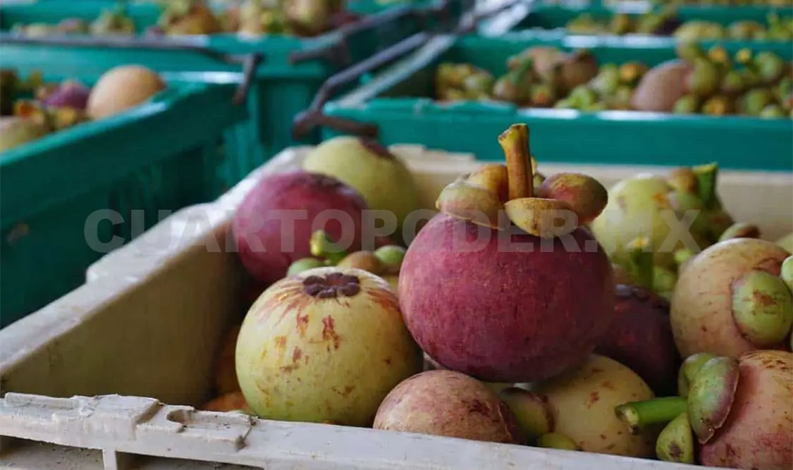 Cultivos exóticos, opción productiva en el Soconusco