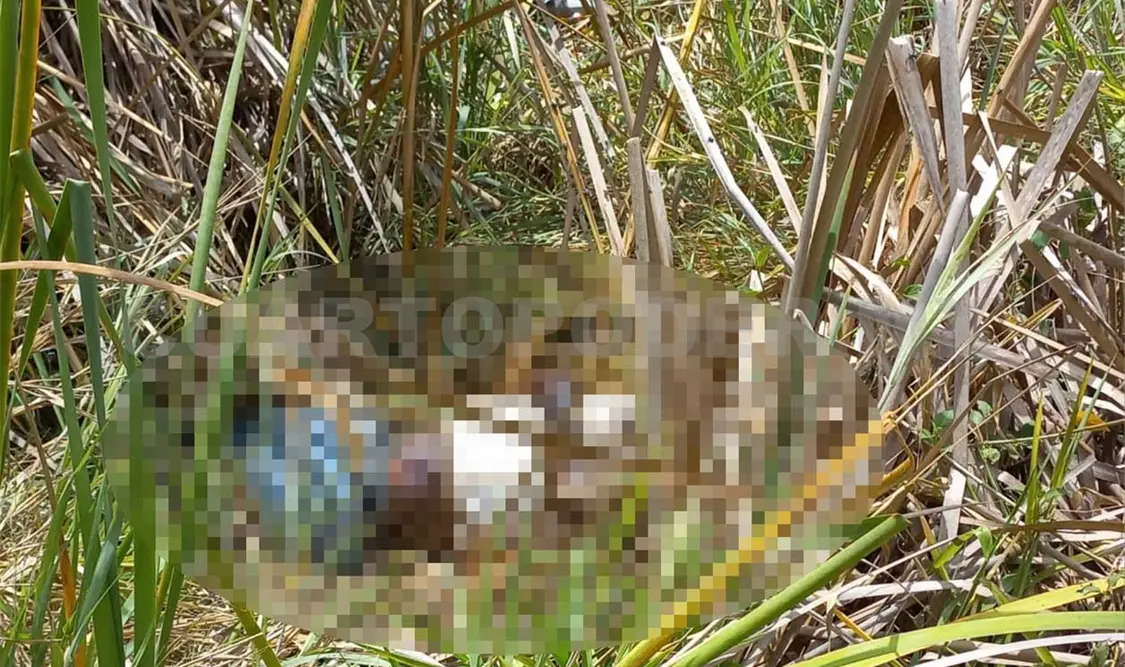 Cuerpo putrefacto estaba a un costado de carretera federal