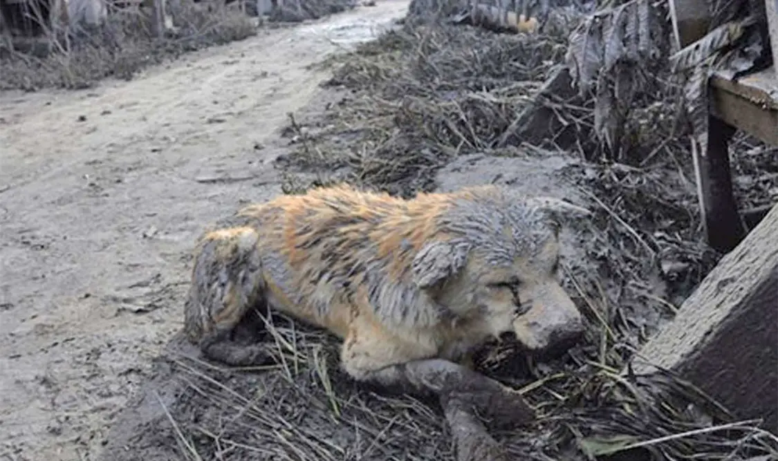 Un rastreo por Yandex, Bing y Google prueba que las imágenes están en internet desde años atrás. Cortesía