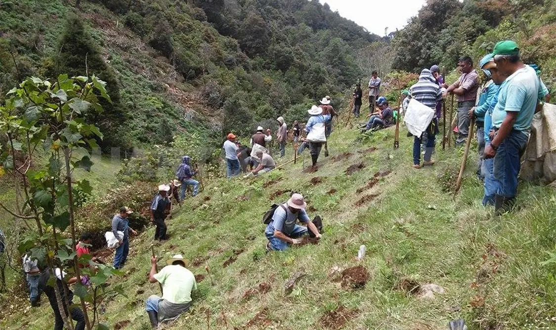 Realizarán campaña anual de reforestación