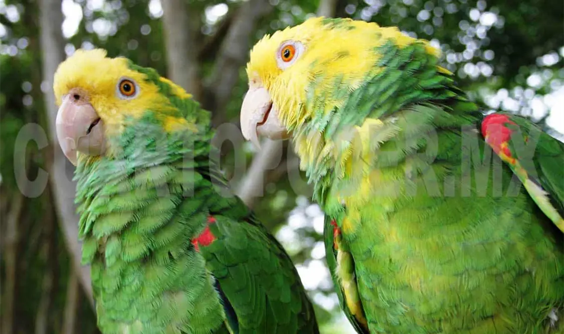 Se trafican más de 78 mil aves al año