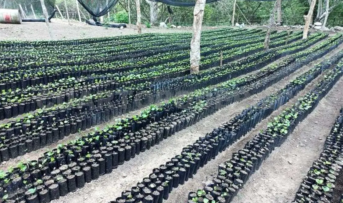 Pronto comenzarán los procesos de siembra de árboles. Cortesía