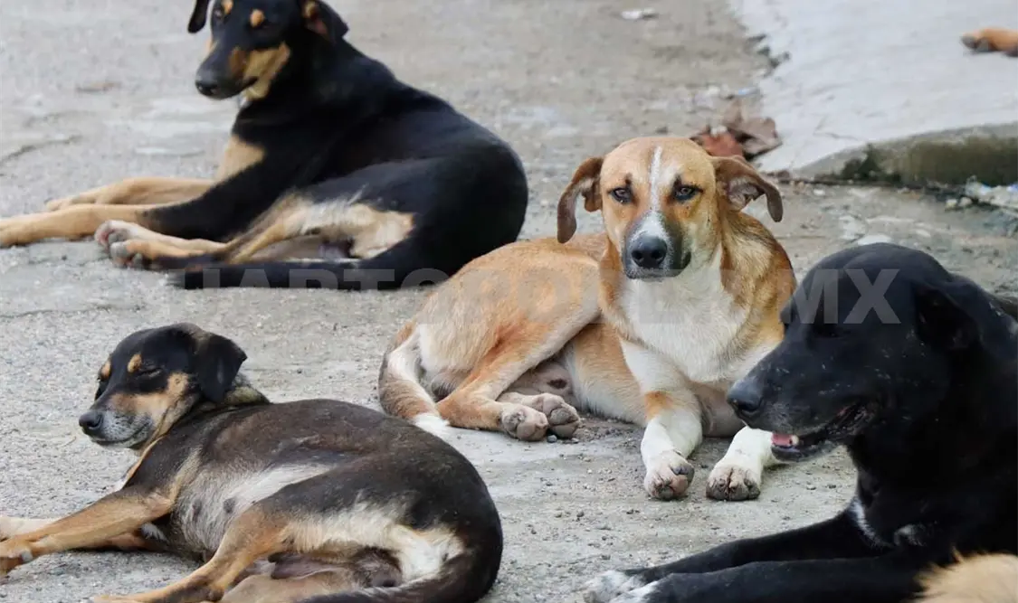Maltrato animal, antesala de la violencia social