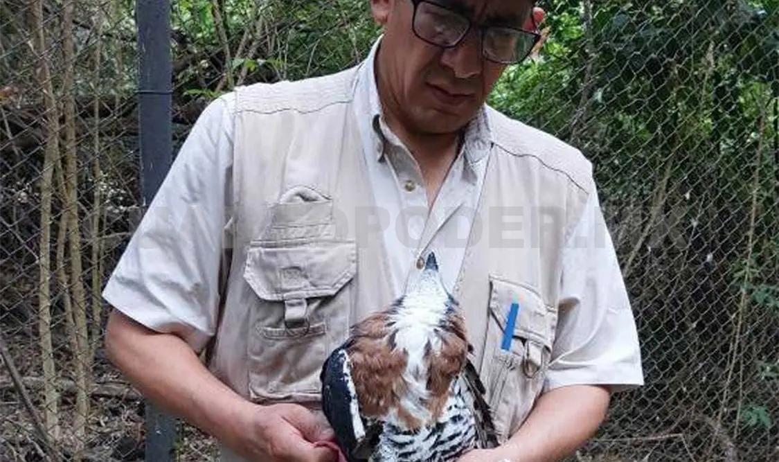Inician programa de reproducción natural de águilas