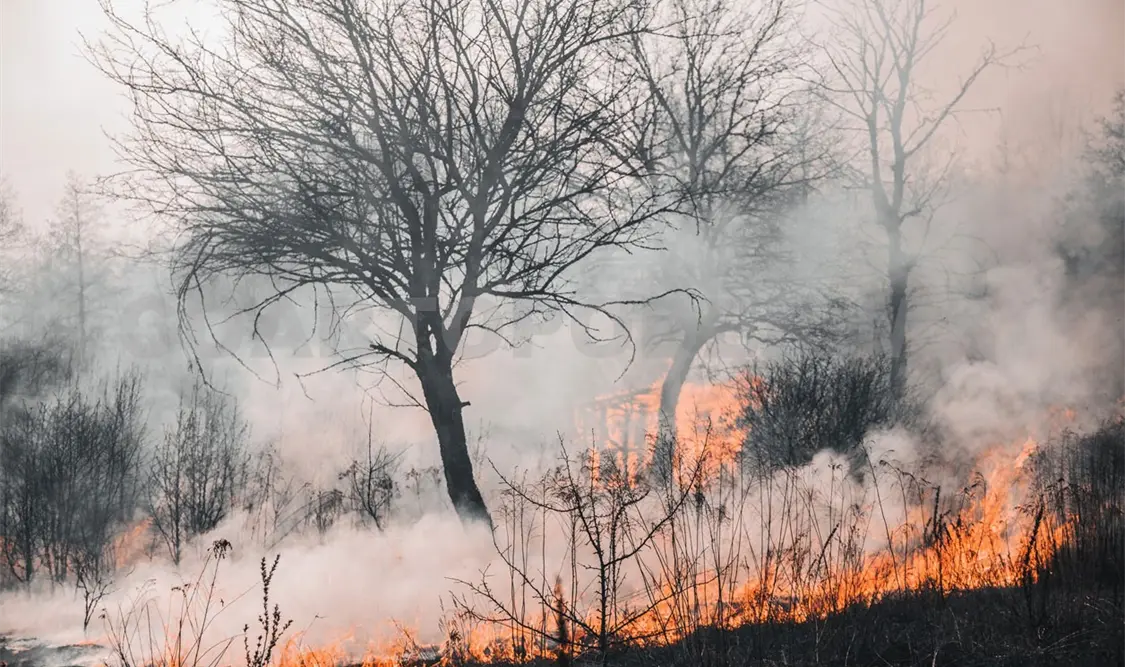 Siguen los incendios en la entidad; suman 240