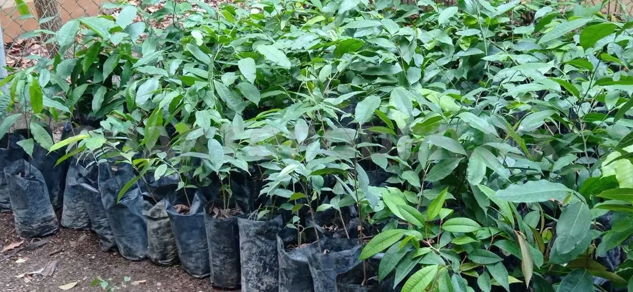Inédito reforestar con 30 especies nativas