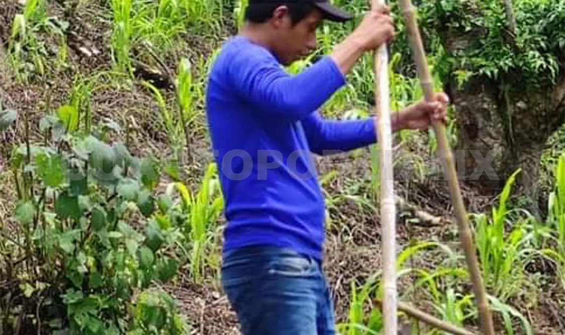 Emprenden reforestación en volcán Tacaná