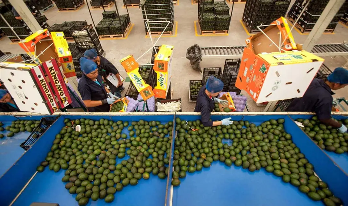 La caída en los precios se relaciona con que los productores están prefiriendo vender el producto en el mercado nacional. Cortesía