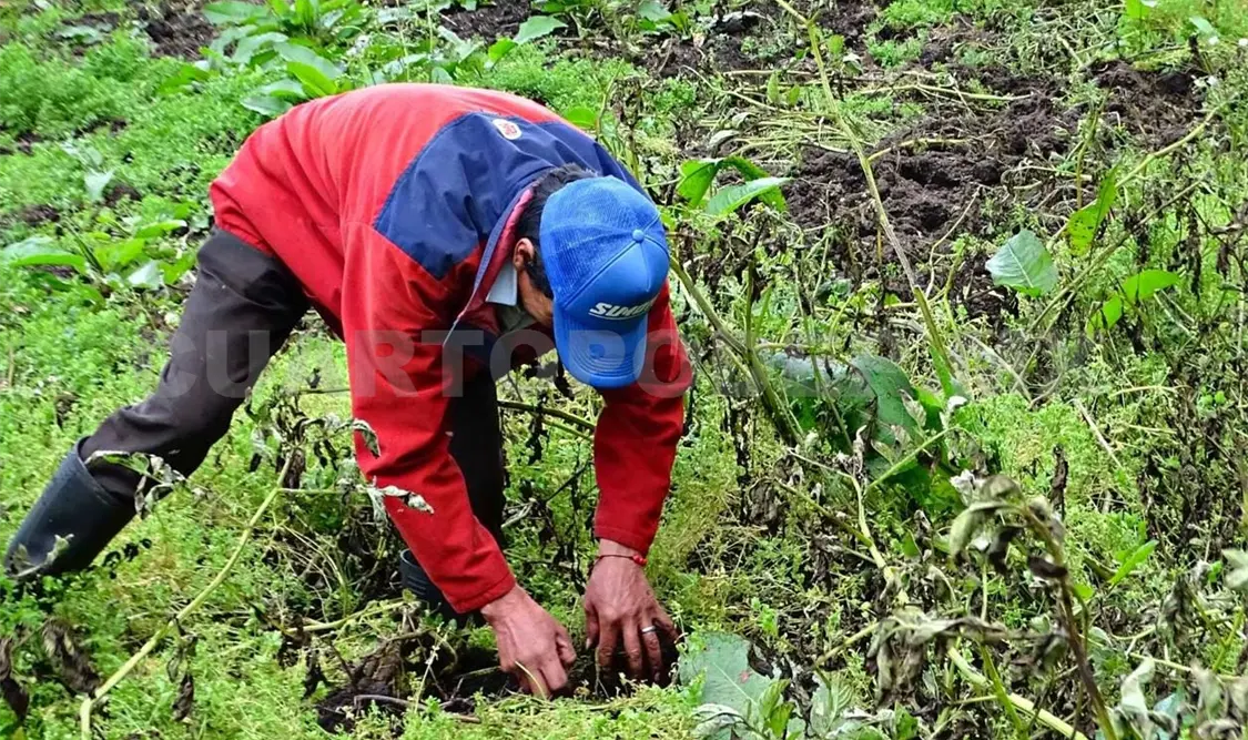 La dependencia indicó que el Comité tendrá cobertura en cada estado del país, sobre todo en el sector agrícola. Diego Pérez / CP