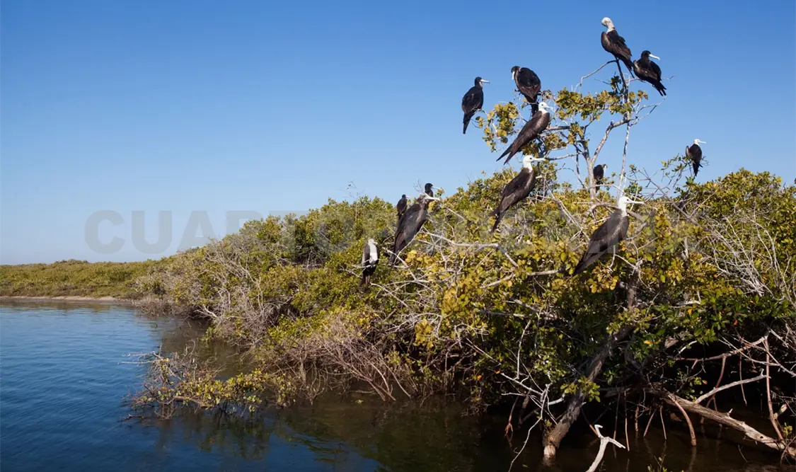 Estudian mortandad de aves en el Pacífico