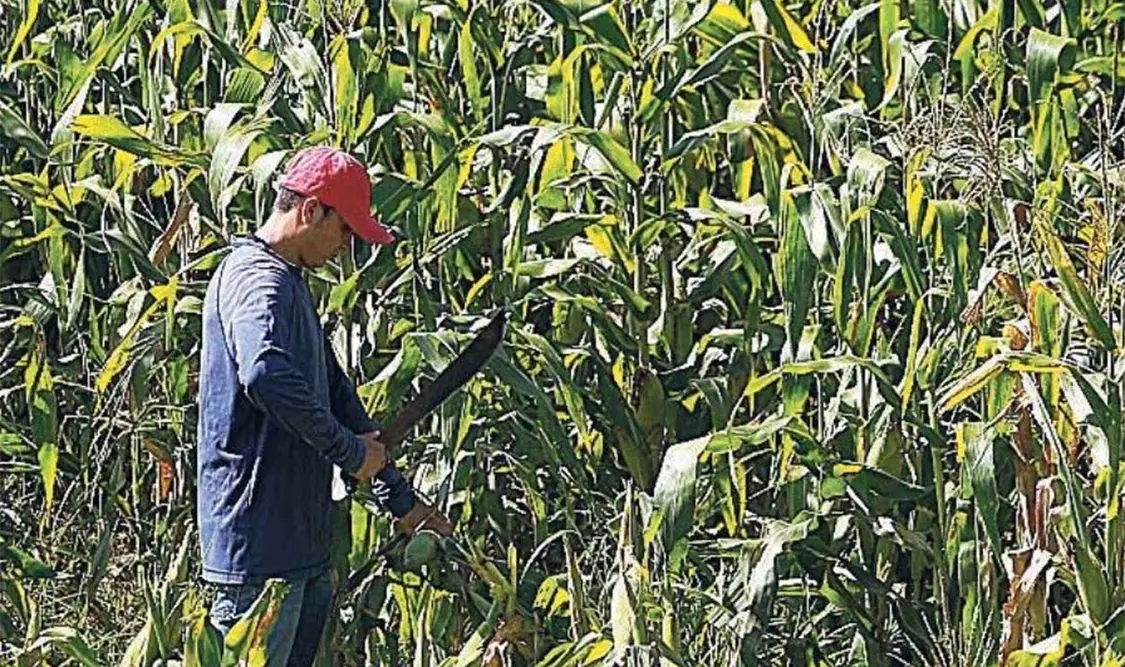 Los agricultores informaron que se han registrado pocas lluvias. Cortesía