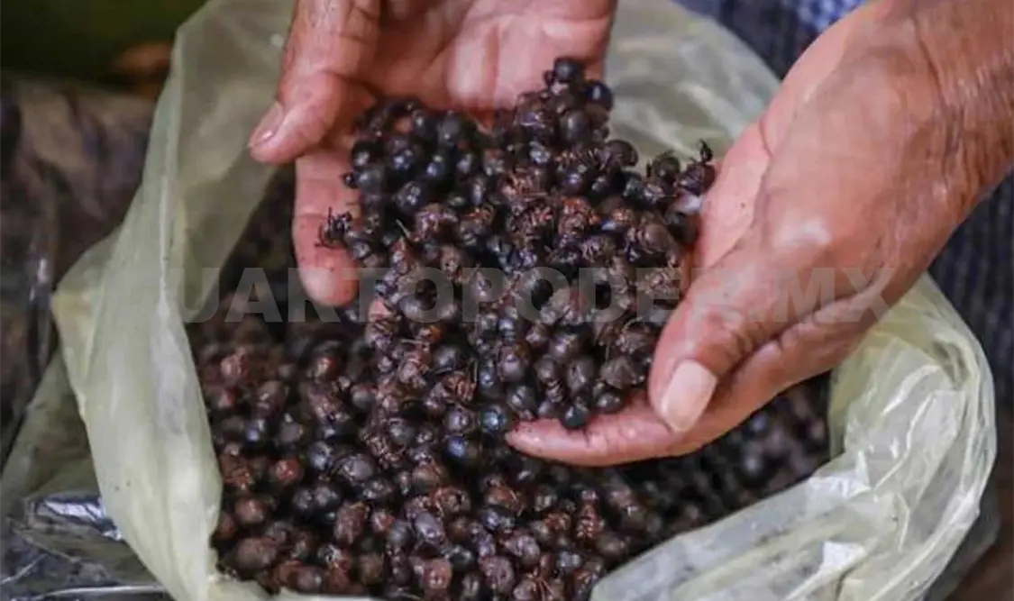 El chef considera que puede ser una realidad esta teoría. CP