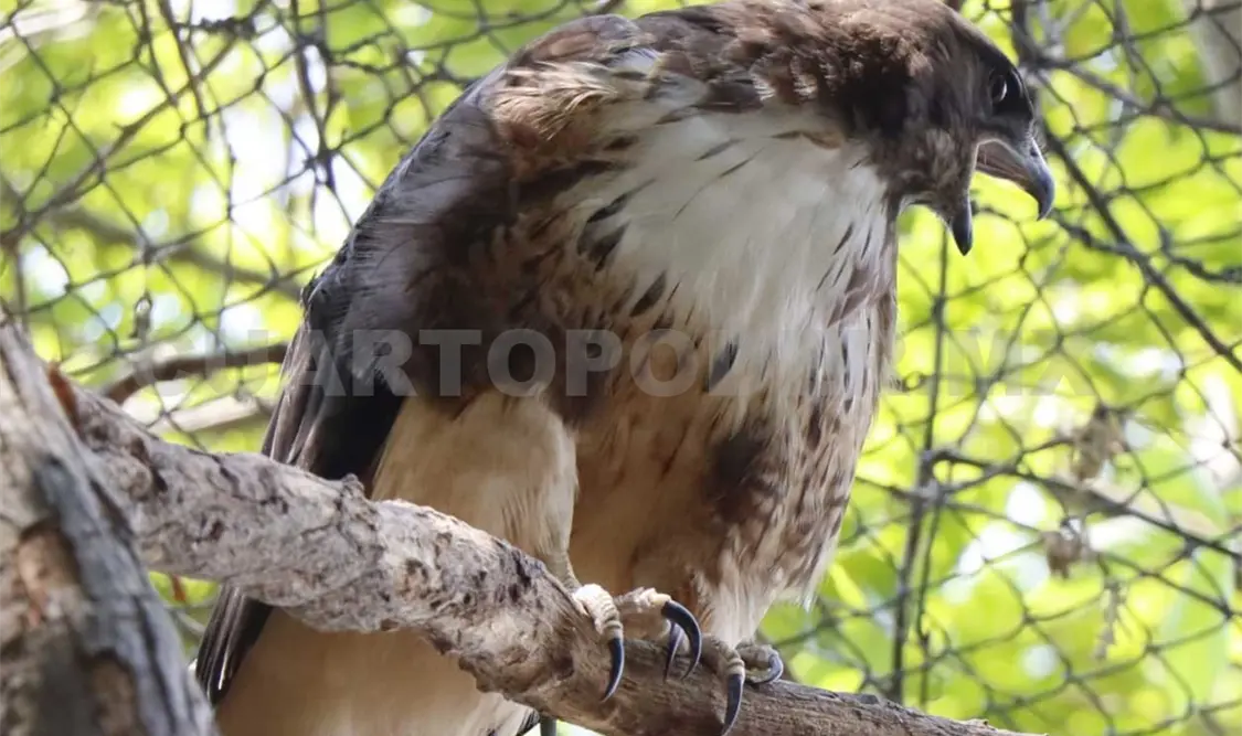Temperaturas extremas afectan fauna silvestre