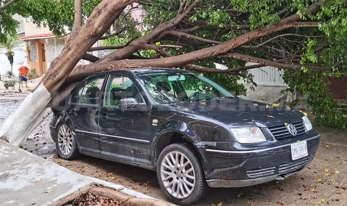 Árbol aplasta vehículo tras las lluvias del fin de semana