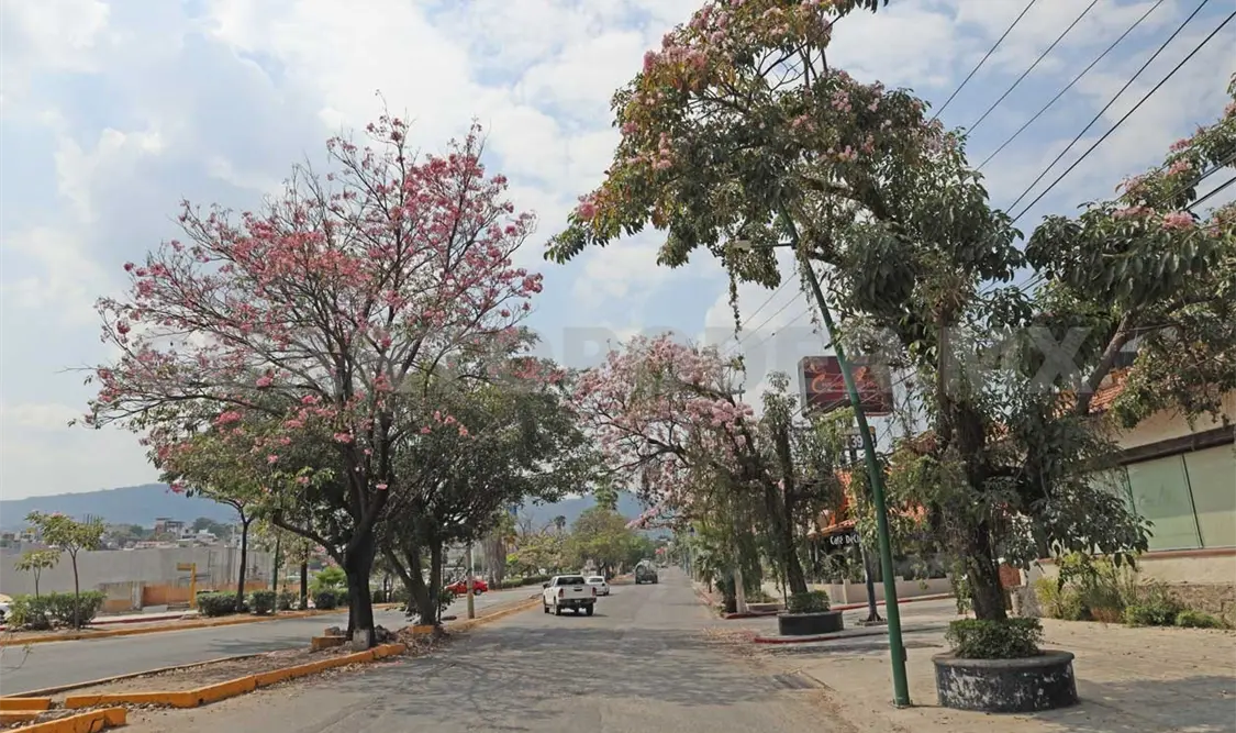 Árboles ayudan a frenar el calor y los escurrimientos