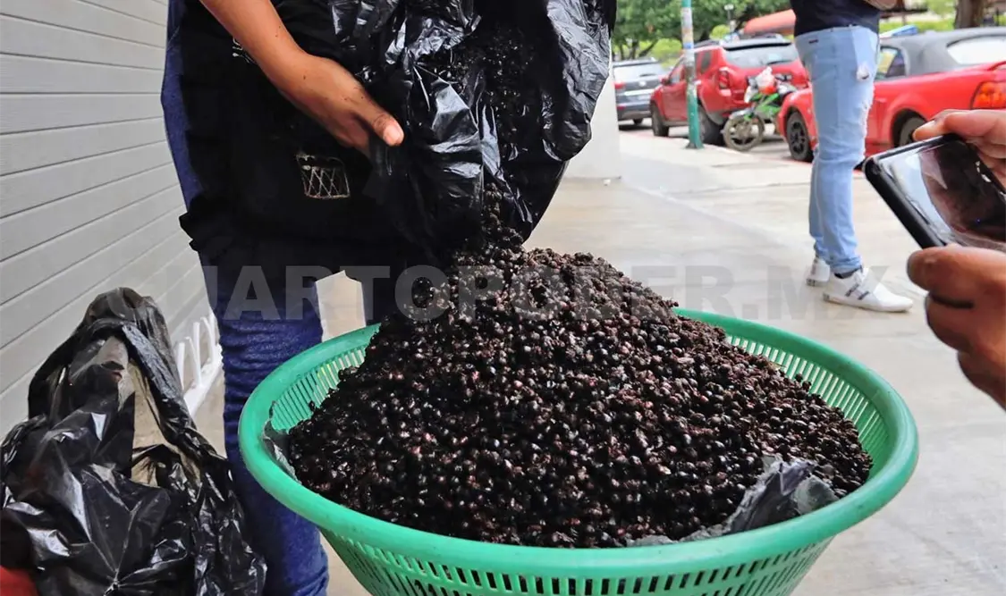 Llega el núcu a Tuxtla, procedente de varios municipios