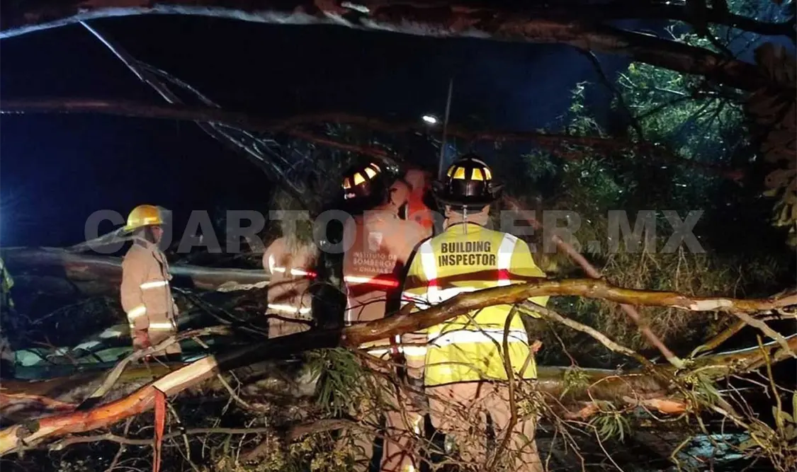 Se desploma árbol y la circulación se ve afectada