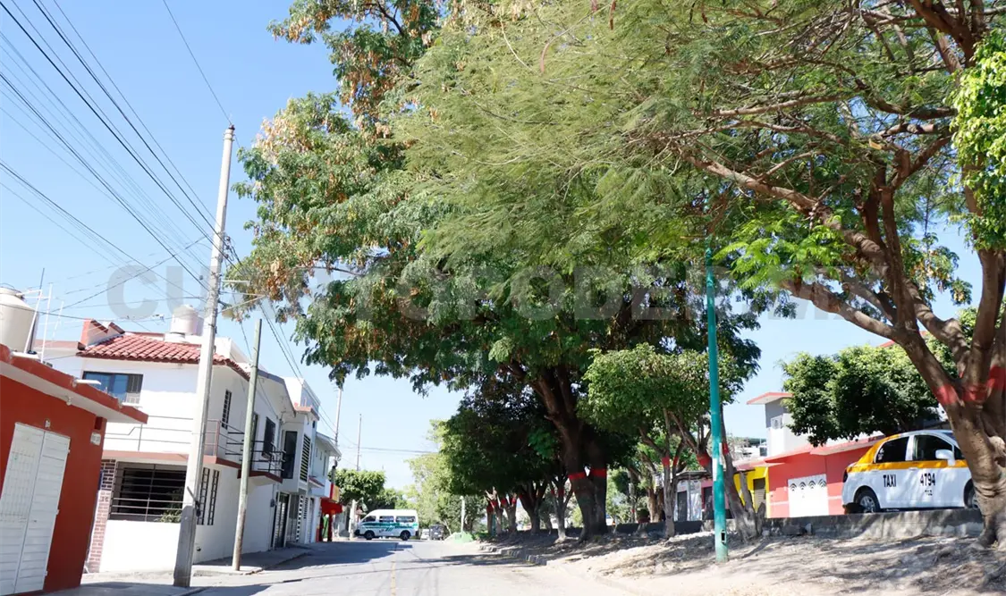 LLaman a extremar medidas por colapso de árboles