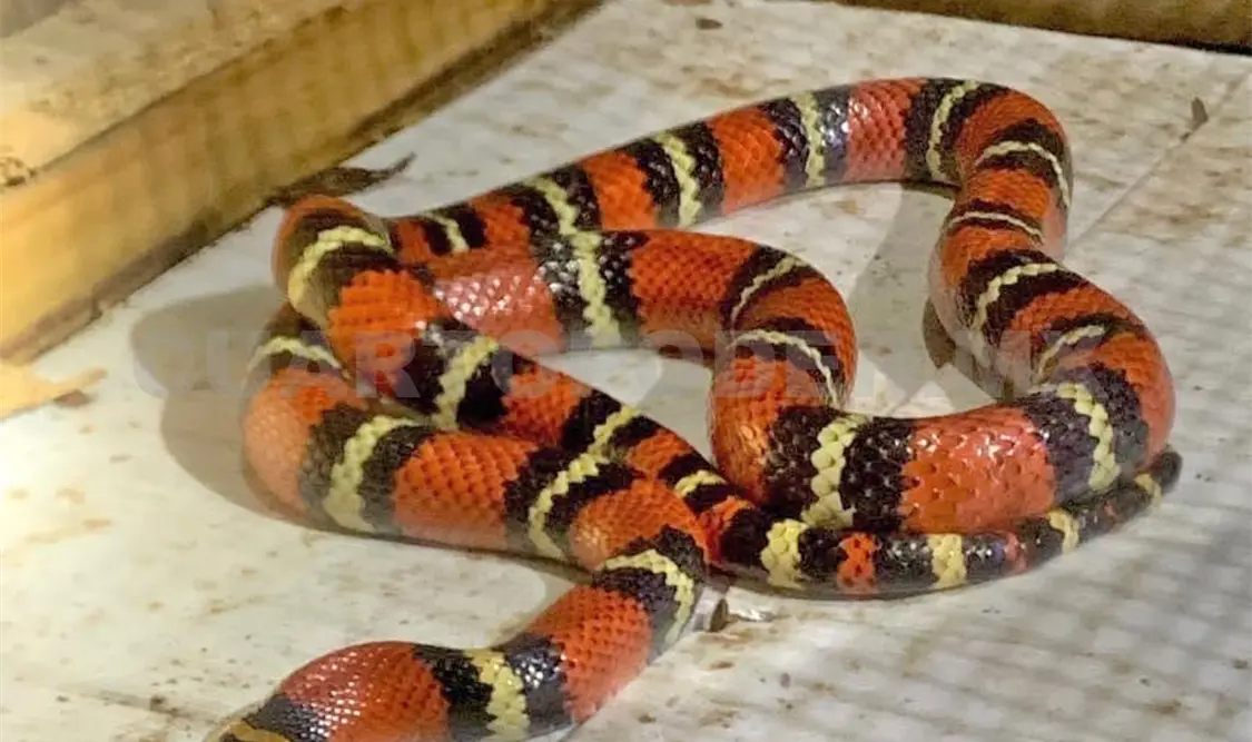 Rescatan reptil en la colonia Arroyo Blanco