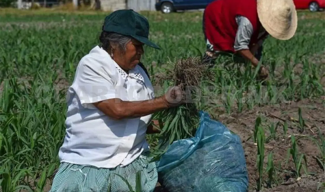 Incumplen con Declaración de Los Ángeles: Imumi